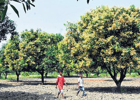 Farmers fear drop in yield of Totapuri mango in Chittoor