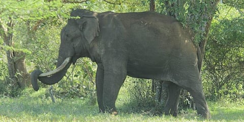 Image of wild elephant used for representational purposes (File Photo | EPS)