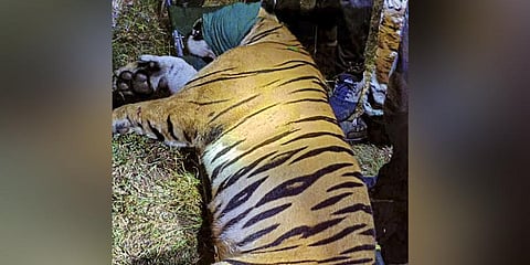 Tiger CT-1 that killed 13 persons captured in Gadchiroli. (Photo | PTI)
