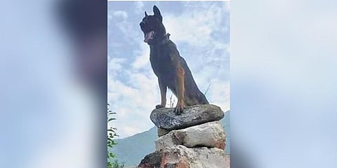 ​  Zoom was born in September 2020 and joined the Army’s 28 Army Dog Unit  ​
