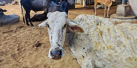 Cows infected with lumpy skin disease.(Photo | PTI)