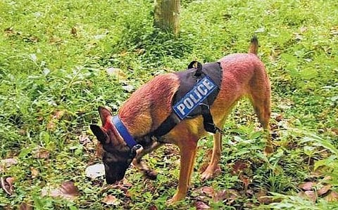 Cadaver dogs Maya and Murphy search the premises of Bhagaval Singh’s house at Elanthoor | SHAJI VETTIPURAM