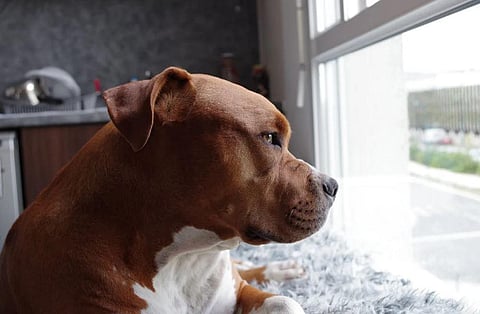 Image used for representational purpose only. (Photo | Pexels)