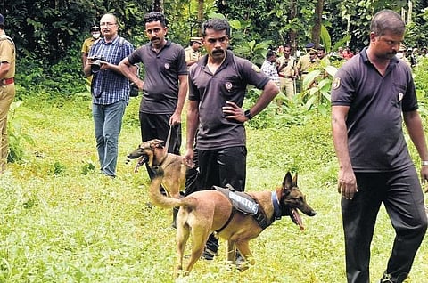 Cadaver dogs Maya and Murphy conduct a search in the compound of Bhagaval Singh’s house at Elanthoor in Pathanamthtta on Saturday | SHAJI VETTIPURAM