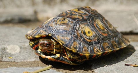 Evolutionary biologist Gabriel Jorgewich-Cohen  first had the idea of recording apparently mute species while researching turtles in Brazil's Amazon rainforest. (Photo | AFP)