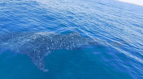 Whale Shark spotted near Kovalam reef. (Photo | Venkatesh of Ocean Delight Surf & Scuba)