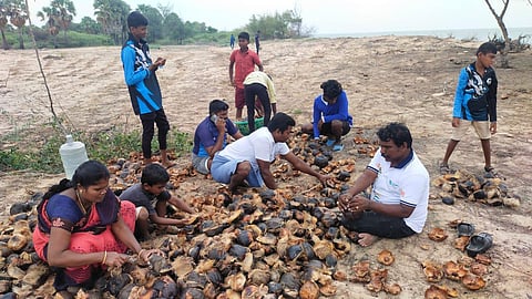 TN govt efforts bear fruit for palmyra farmers