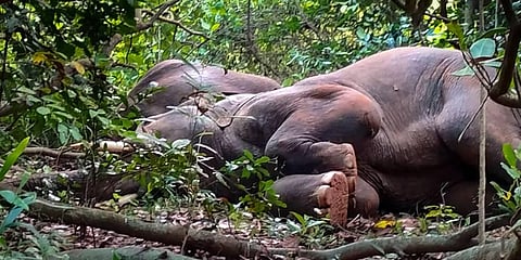 An elephant sleeps at a forest, in Odisha's Keonjhar district. A herd of 24 elephants were found in deep slumber, suspected to have consumed the fermented 'Mahua' flower. (Photo | PTI)