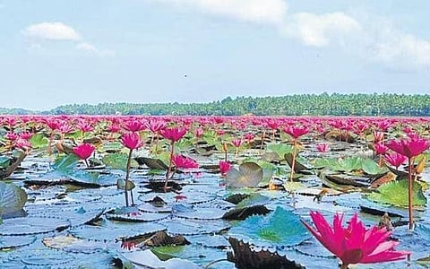 A view of Cherumukku’s pink water lily fields