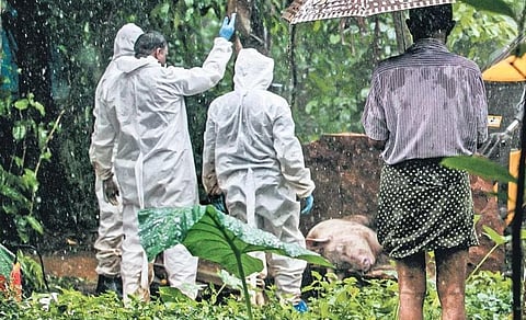 Pig farmer Thomas of Kuttiyanal house in Chalassery watches his pigs being culled at Karimannoor in Idukki on Friday | Shiyami