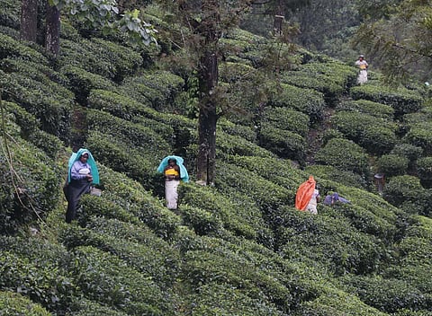 Workers at a tea estate in Valparai.