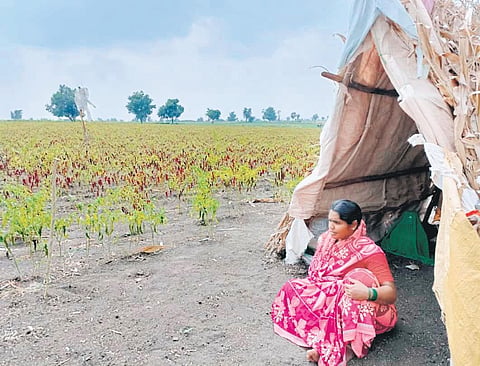 A farmer has pegged a tent to protect the chilli crop on the outskirts of Kotabal village