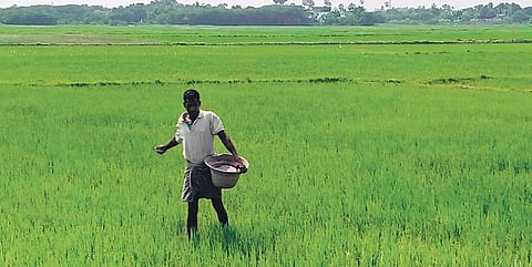 A farmer applying fertiliser on paddy crops near Nagapattinam. (Photo | H Jashwanth Kumar, EPS)