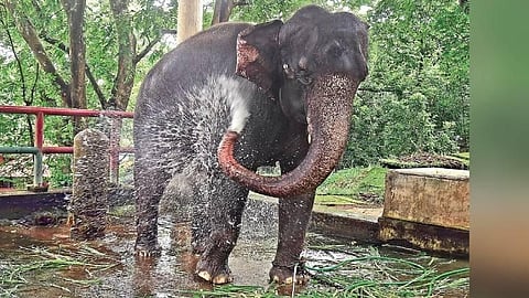 tusker
