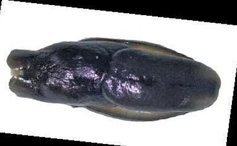 New species of sea slug discovered along east coast