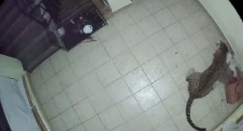 Video grab of the CCTV footage that shows leopard lifting the pet dog