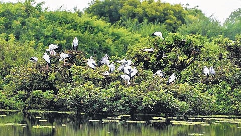 Various species of birds seen at Pulicat Lake Bird Sanctuary in Sullurpeta division of Tirupati district | Express