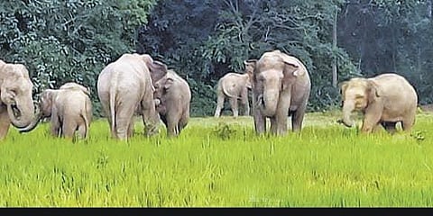 Image used for representational purpose. (File photo| Express)