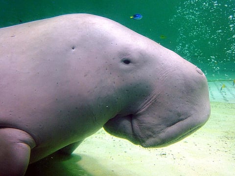 Serena, a dugong, swims at the Toba Aquarium in Toba, Japan  (File Photo | AP)