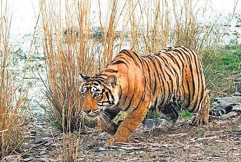 Image used for representation. | Express