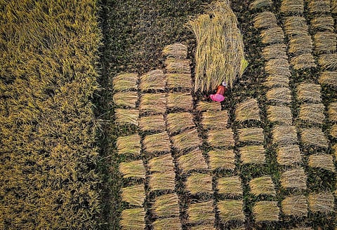 A farmer cutting paddy crops on the outskirts of Bhubaneswar, Odisha. (Photo | Debadatta Mallick, EPS)