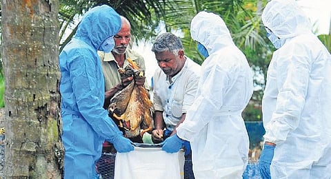Animal Husbandry department officials have started culling 70,000 chickens in a poultry farm at Kangal village in Thoguta mandal after several birds died of bird flu.
