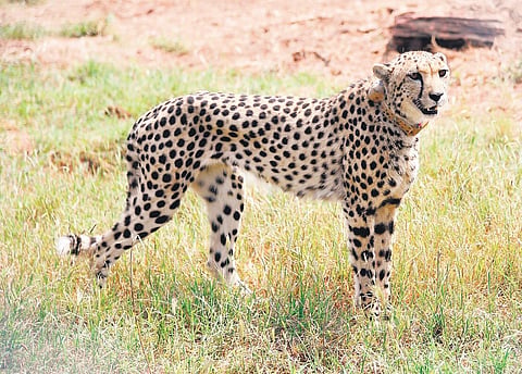Dozen more cheetahs for MP’s Kuno. (FilemPhoto)