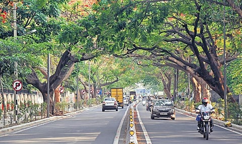 Rampant concretisation has exposed the roots of roadside trees making them more vulnerable during the monsoon | Vinod Kumar T.