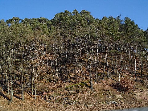 For rep[resentational purpose  (Photo | Wikimedia Commons)