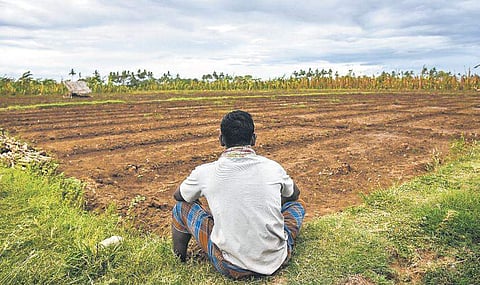 For representational purposes. A farmer sits at his field amid preparations for Samba cultivation