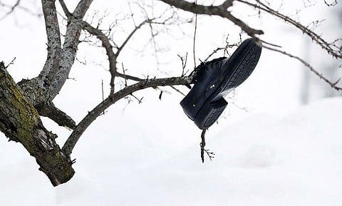 Images of the tragedy as buffalo emerges from deep freeze. (Photo | AP)