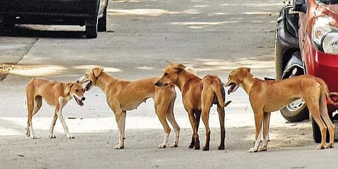 Image used for representational purpose only. (Photo | EPS)