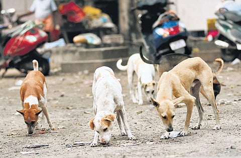 Image used for representation  |  Ashwin Prasath