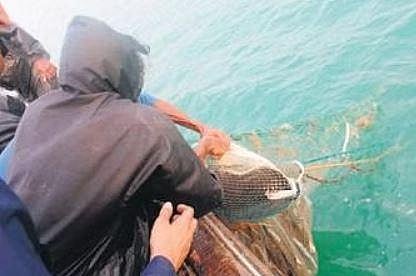 An Olive Ridley turtle entangled in the fishing net of a trawler | Express