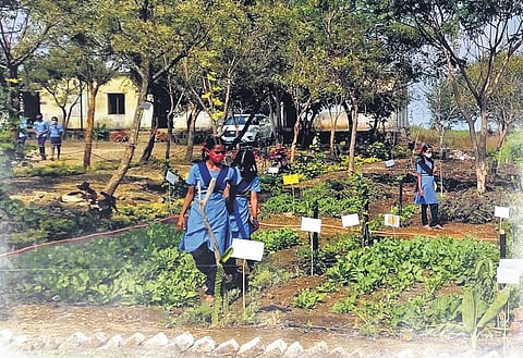 Students  of Gunj Babalad School in Aland taluk at work at the ‘Nutrition Garden’  | EXPRESS