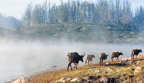 Thick layer of fog witnessed in Ooty in The Nilgiris district. (Photo| EPS)