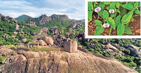 Commelina erecta (inset) found in the forest surrounding Kondaveedu Fort | express