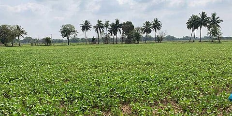 According to an Agriculture department official, black gram has been cultivated as rice fallow pulse, on 21,230 hectares so far this year.