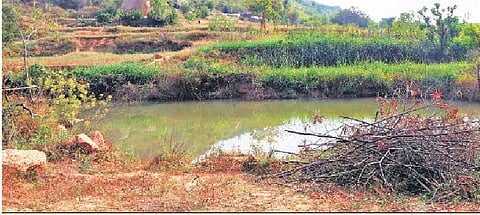 A pond at Durgada Nagenahalli,  is surrounded  by lush vegetation,  nourished by rainwater harvesting and  other sustainable  methods | EXPRESS