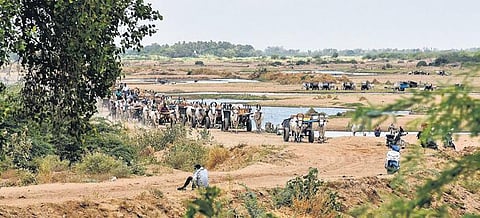 File photo of miners loading sand onto bullock carts near Thiruverumbur | express