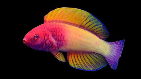 The multicolored new-to-science Rose-Veiled Fairy Wrasse  (Photo | California Academy of Sciences)