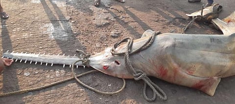 The sawfish accidentally netted by fishermen in Malpe (Photo | Special arrangement)