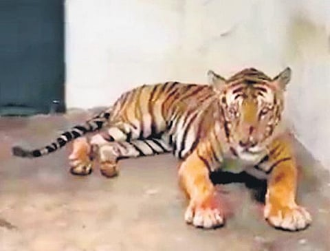A videograb of the Masinagudi tiger   inside the Koorgalli Wild Animals Rescue and Rehabilitation Centre (File Photo)