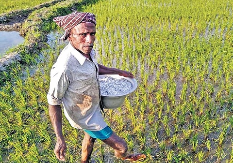 A farmer scattering fertilizer in his paddy field near Nagapattinam | Express