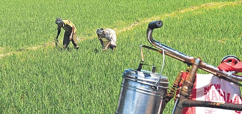 TN to establish three food parks with focus on value-added products