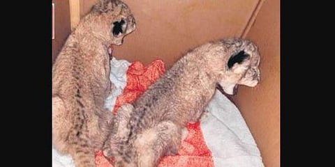 Lion Cubs. Image for representational purpose only. ( File Photo)