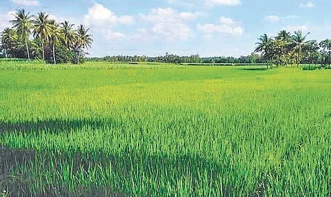 Paddy land bought after 2008 Act can’t be used for construction: Kerala HC