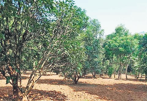 A mango orchard in Kundra block  | Express