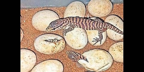 16 Bengal monitor lizards hatch through artificial incubation in Bhubaneswar