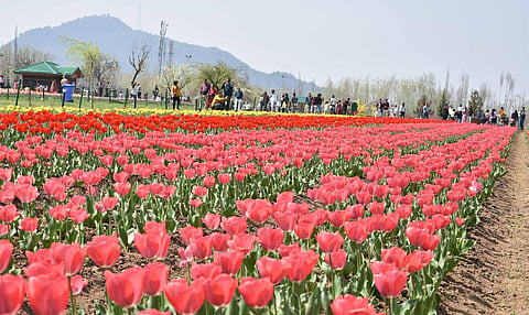 1.5 million tulips of 68 various varieties and different colours were in full bloom at the garden this year. (Photo | Zahoor Punjabi)